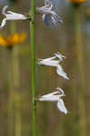 Florida lobelia